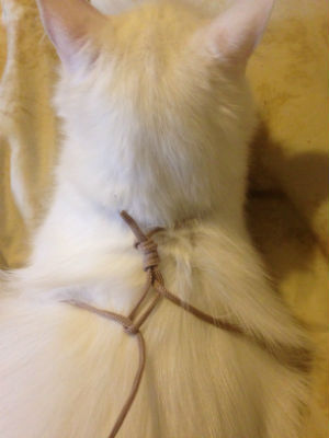 DIY Harness